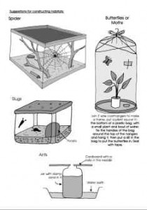 Living Things Science Experiment - Collecting animals