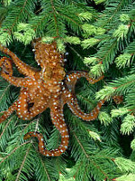 Challenge Science Experiment: The Tree Octopus